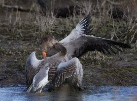 DSC_4157-DxO_greylags_fighting_vg.jpg
