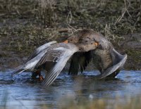 DSC_4166-DxO_greylags_fighting_vg_g.jpg