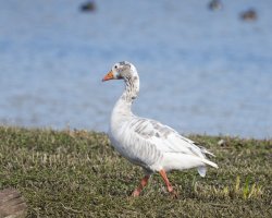 DSC_4201-DxO_leuco_greylag.jpg