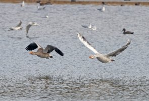 DSC_4280-DxO-flying_greylag+leuco_geese.jpg