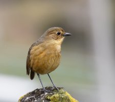 2B4A2548-DxO_Tawny_Antpitta.jpg