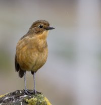 3Q7A8837-DxO_tawny_antpitta.jpg