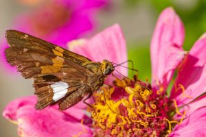 Epargyreus clarus, silver spotted skipper.jpg