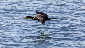 BNV28081 - DxO Full Size Edit.jpg