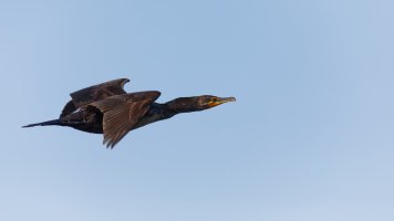 BNV28156 - DxO Full Size Edit.jpg