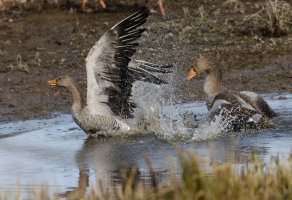 IMG_8915-DxO_Greylags_splashing_fighting_small.jpg