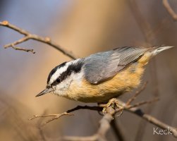 red-breasted_nuthatch_Savoy_img_3843_2048.jpg