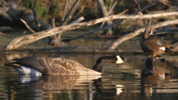 Canada Goose_s_2841.JPG