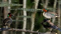 Green-winged Teals_s_3805.JPG