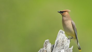 Cedar Waxwing F_s_5651.JPG