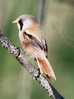 Bearded Reedling.jpg