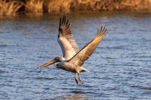 IDXIII_Pelican_2132347740.jpg