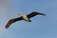 3Q7A5334-DxO_brown_pelican_flying_small.jpg