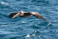 DSC09671-DxO_brown_pelican_flying.jpg
