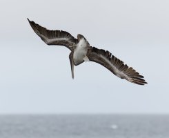3Q7A5290-DxO_brown_pelican_diving_1.jpg