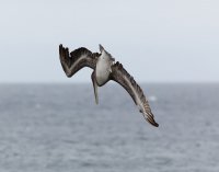 3Q7A5291-DxO_brown_pelican_diving_2.jpg