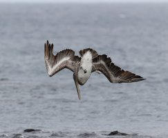 3Q7A5292-DxO_brown_pelican_diving_3.jpg