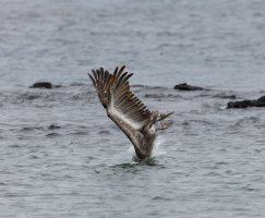 3Q7A5293-DxO_brown_pelican_diving_4.jpg
