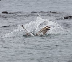 3Q7A5294-DxO_brown_pelican_diving_5.jpg