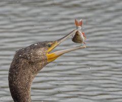 Cormorant_tossing_fish_CR.jpg