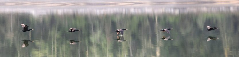 Cormorant Panorama 1440.jpg