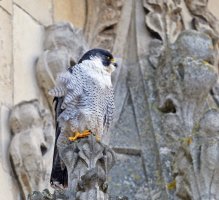 DSC_4873-DxO_Peregrine_1.jpg