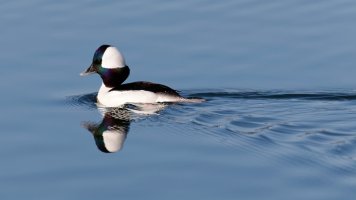 EOSR4869 - DxO-studio.jpg