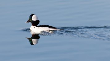 EOSR4872 - DxO-studio.jpg