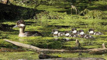 Bufflehead family_s_4974.JPG