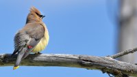 Cedar Waxwing_M_s_7568.JPG