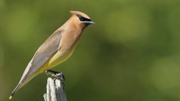 Cedar Waxwing_F_s_7627.JPG