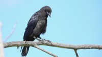 Crow_s_7622.JPG