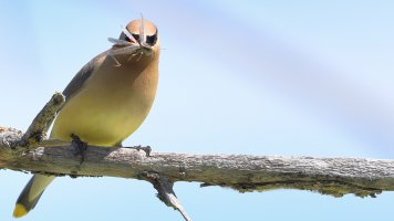 Cedar Waxwing_s_7576.JPG