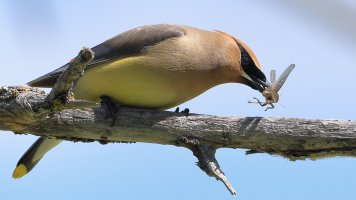 Cedar Waxwing_M_s_7580.JPG