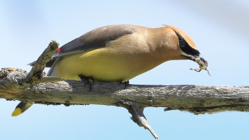 Cedar Waxwing_M_s_7583.JPG