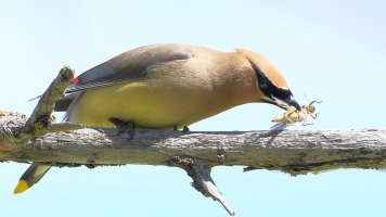 Cedar Waxwing_M_s_7599.JPG