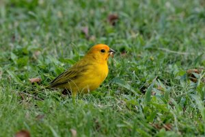 Sicalis flaveola - Saffron Finch 15_DxO.jpg