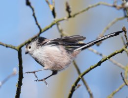 DSC_5367-DxO_longtailed_tit_landing.jpg