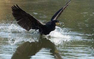 DSC_5394-DxO_cormorant_landing.jpg