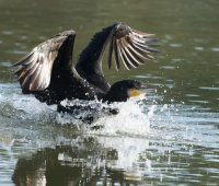 DSC_5395-DxO_cormorant_landing.jpg