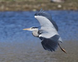 DSC_5387-DxO_heron_flying_vs_gc.jpg