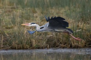 DSC_5560-DxO_heron_flying_+1.4.jpg
