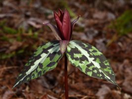 Deceptive Trillium (Trillium decipiens) 2-28-2020 1 resized.JPG