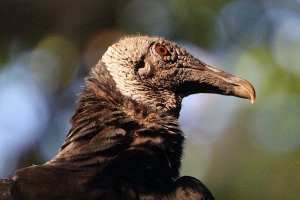 Buzzard 100% crop_32309.JPG
