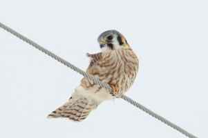 American Kestrel (female) 101.jpg