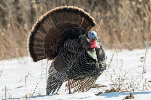 Wild Turkey (male-spring) 103.jpg