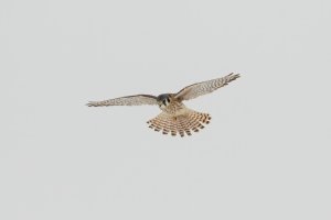 American Kestrel (female) 106.jpg