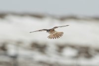 American Kestrel (female) 115.jpg