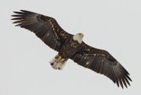 Bald Eagle (immature) 107.jpg