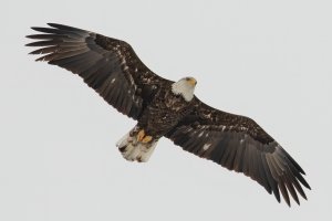 Bald Eagle (immature) 107.jpg